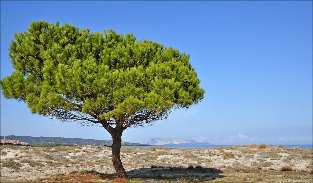 Appartamenti Le Magnolie Budoni Bagian luar foto